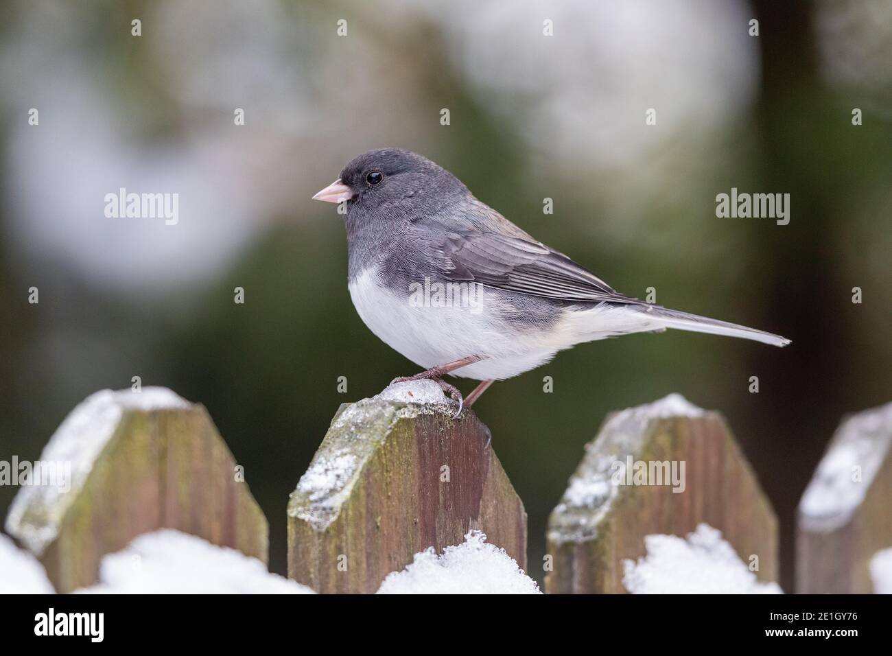 junco aux yeux foncés de couleur ardoise en Iowa pendant l'hiver Banque D'Images