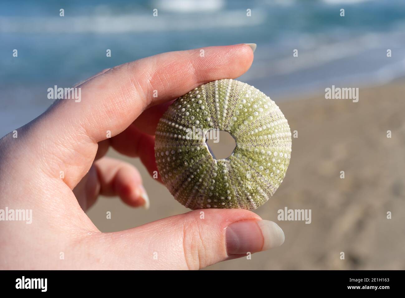 Squelette d'un oursin de mer dans la main d'une femme le fond de la mer Banque D'Images