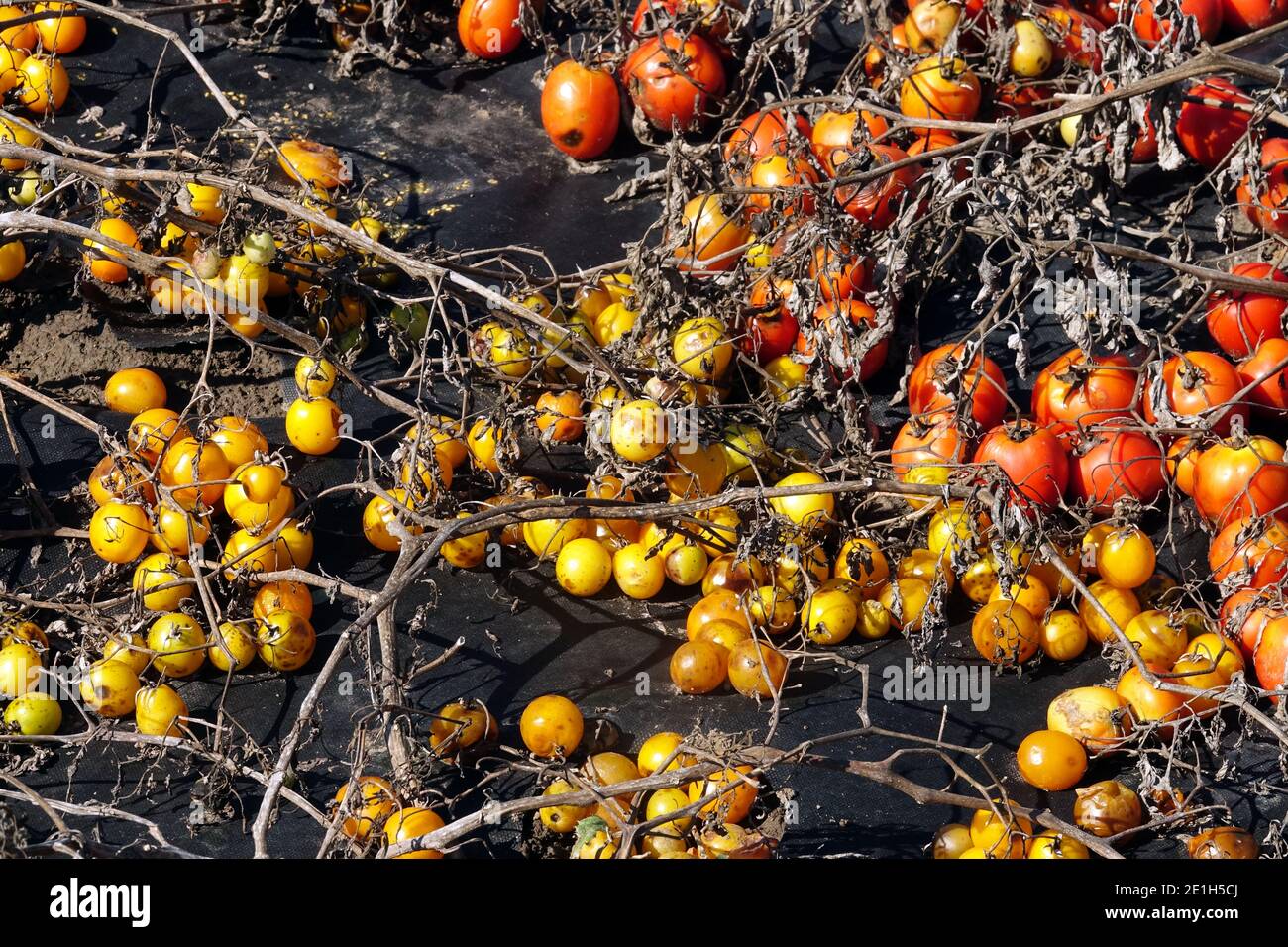 Tomates rouges jaunes sur paillis plastique Solanum lycopersicum moulu Banque D'Images