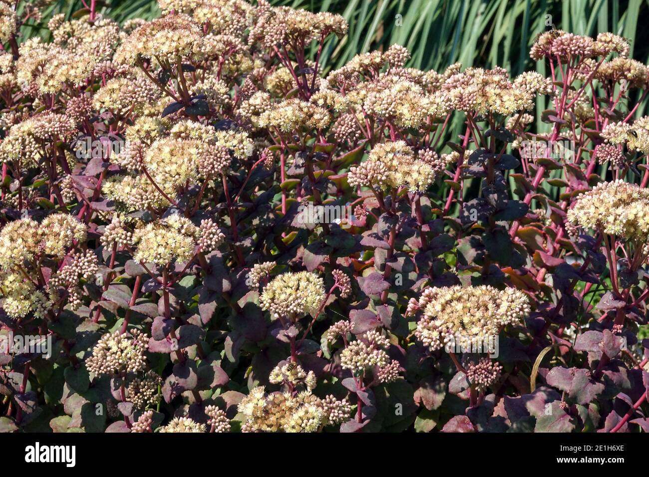 Hylotelephium telephium 'Hab Gray' Sedum fleurs plante tolérante à sec Banque D'Images