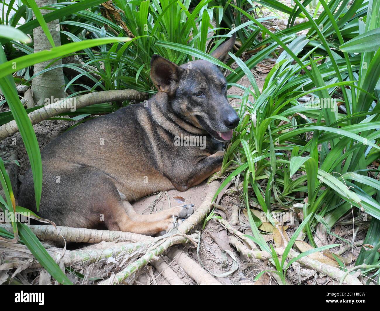 Chien brun foncé crouch sur terre terre et se détendre dans le Bush extérieur, comportement mignon des animaux de compagnie Banque D'Images