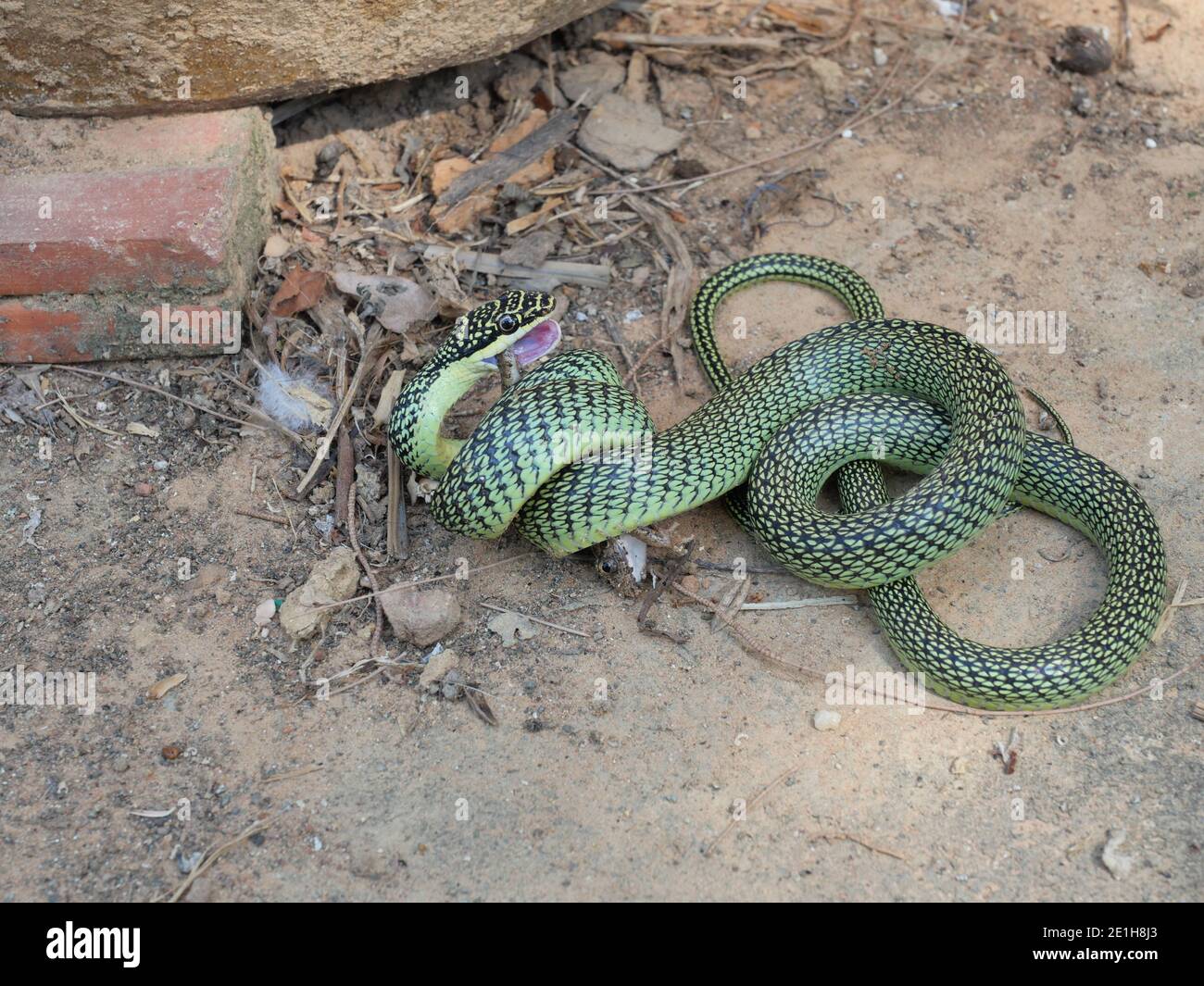 Serpent d'arbre doré (Chrysopelea ornata) piquant et enveloppant une grenouille d'arbre commune à manger, chasse de reptile Banque D'Images