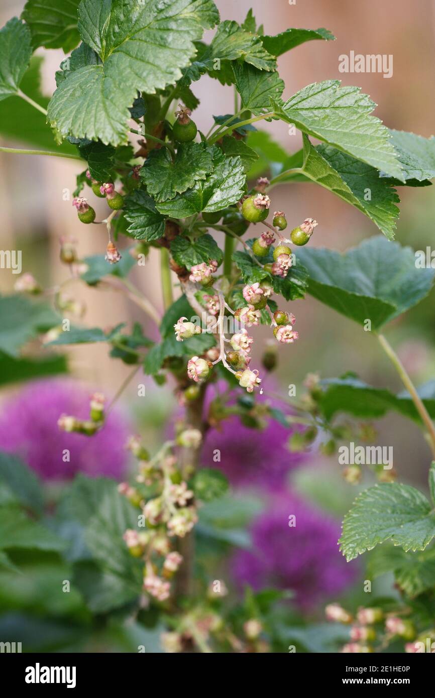 Ribes nigrum. Les cassis se forment sur la brousse. Banque D'Images