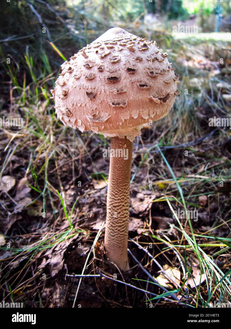 Jeunes champignons parasol dans les bois polonais Banque D'Images
