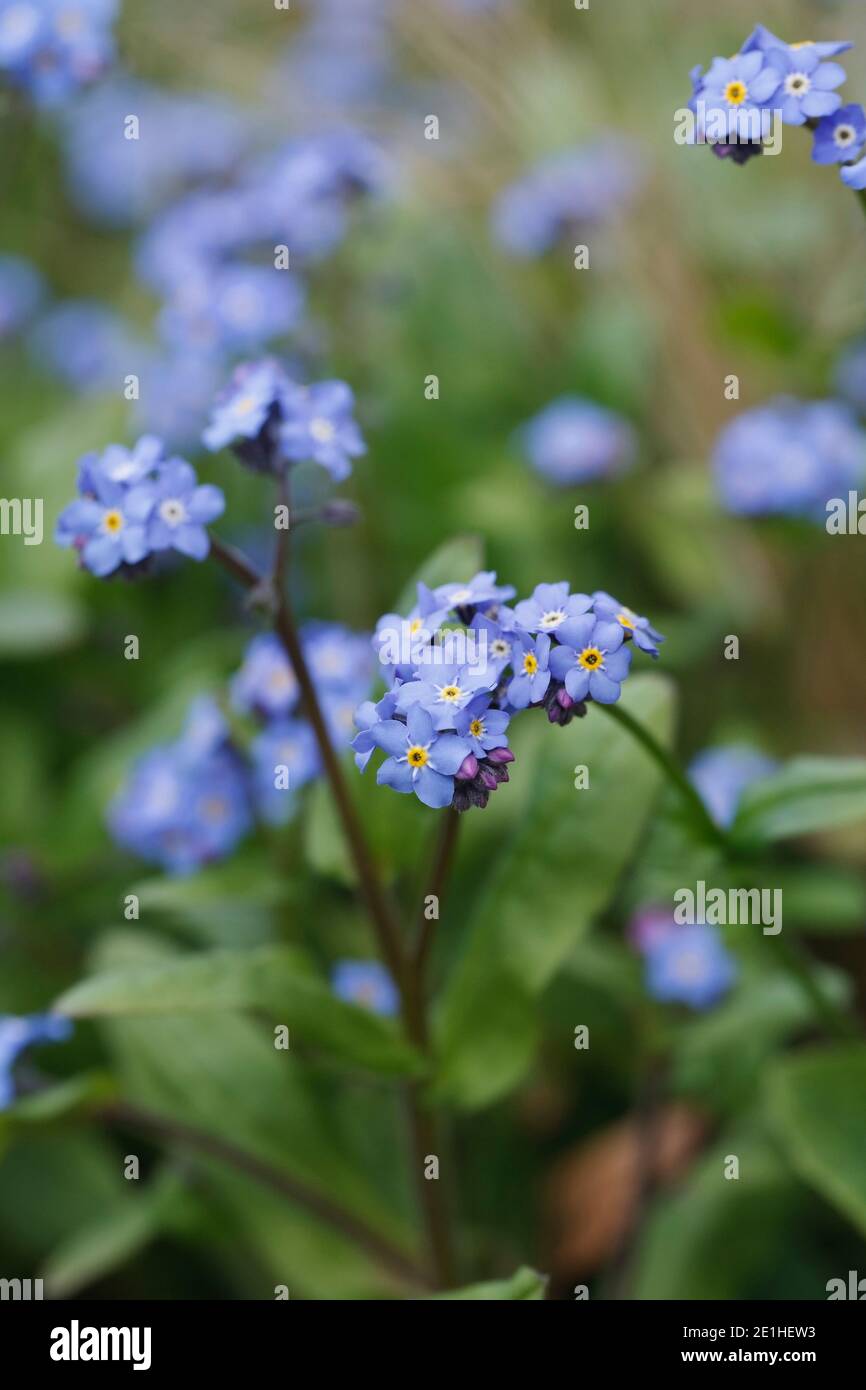 Myosotis sylvatica . Ne m'oubliez pas dans un jardin anglais. Banque D'Images