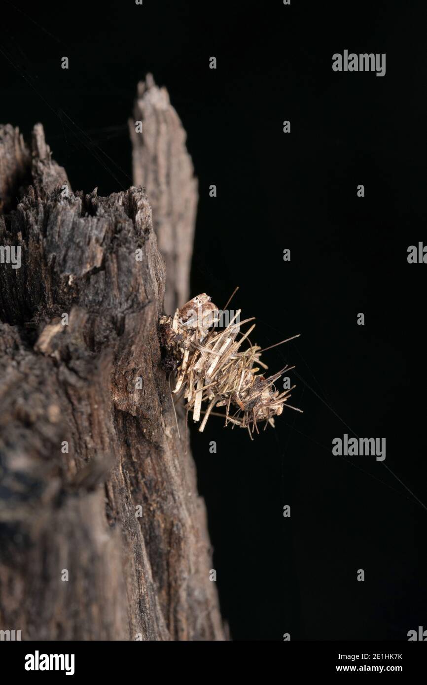 Chenille de BAGWORM, psyché casta, Pune, Maharashtra, Inde Banque D'Images