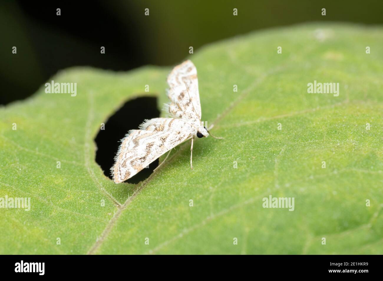 Marque chinoise Moth, Elophila nymphaeata, Pune, Maharashtra, Inde Banque D'Images