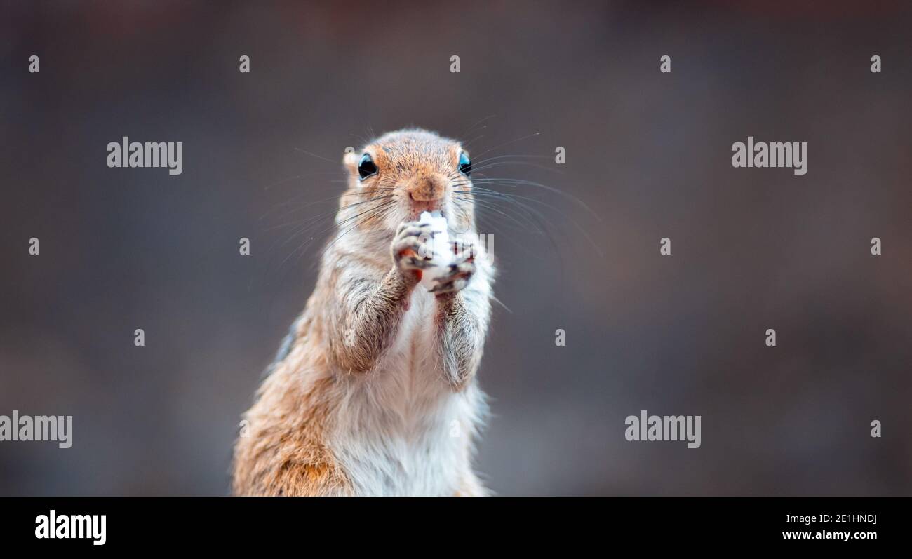 Mignonne jeune écureuil tenant le riz dans les deux mains, face à l'appareil photo, ayant un repas tout en étant en pleine alerte de l'environnement. Banque D'Images