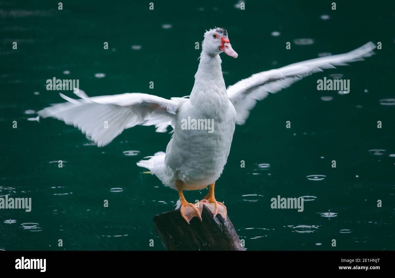 Le canard blanc a étendu ses ailes humides aussi larges qu'il le peut dans la pluie, debout un poteau dans l'étang, mouvement ailes flous, temps sombre et moody. Banque D'Images