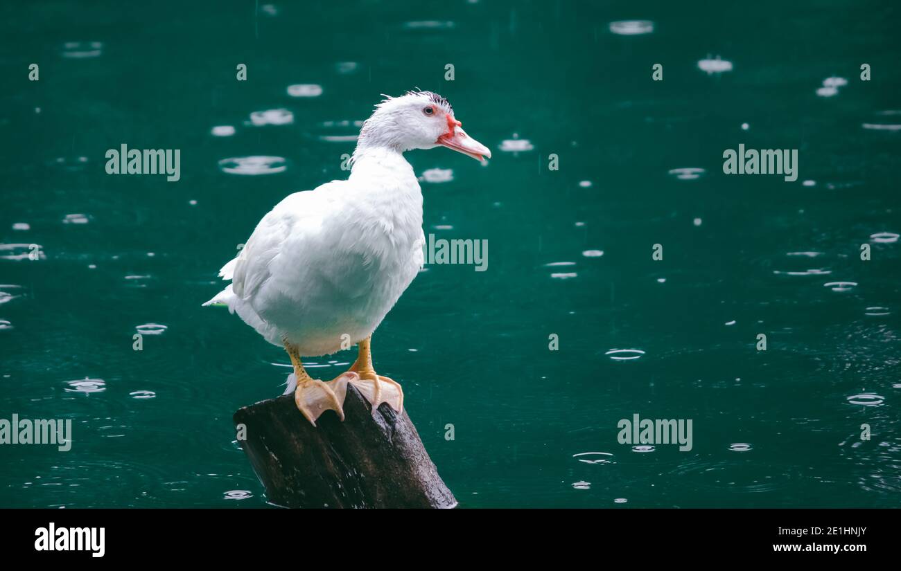 Le canard blanc garde le calme et la paix dans la pluie, assis dans un pôle au milieu de l'étang, concept de pureté. Banque D'Images