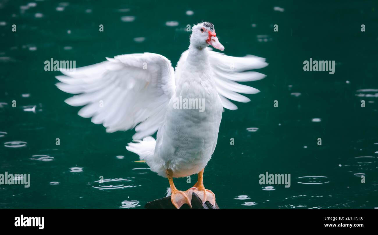 Le canard blanc a étendu ses ailes humides sous la pluie, se tenant un poteau dans l'étang, se délaquant pour sécher les ailes. Banque D'Images