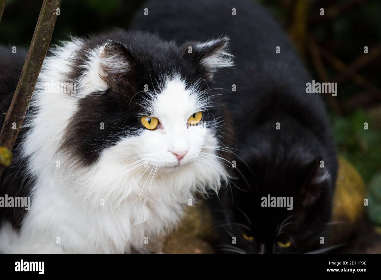 Beau Chat A Poil Long Dans La Campagne Noir Et Blanc Photo Stock Alamy