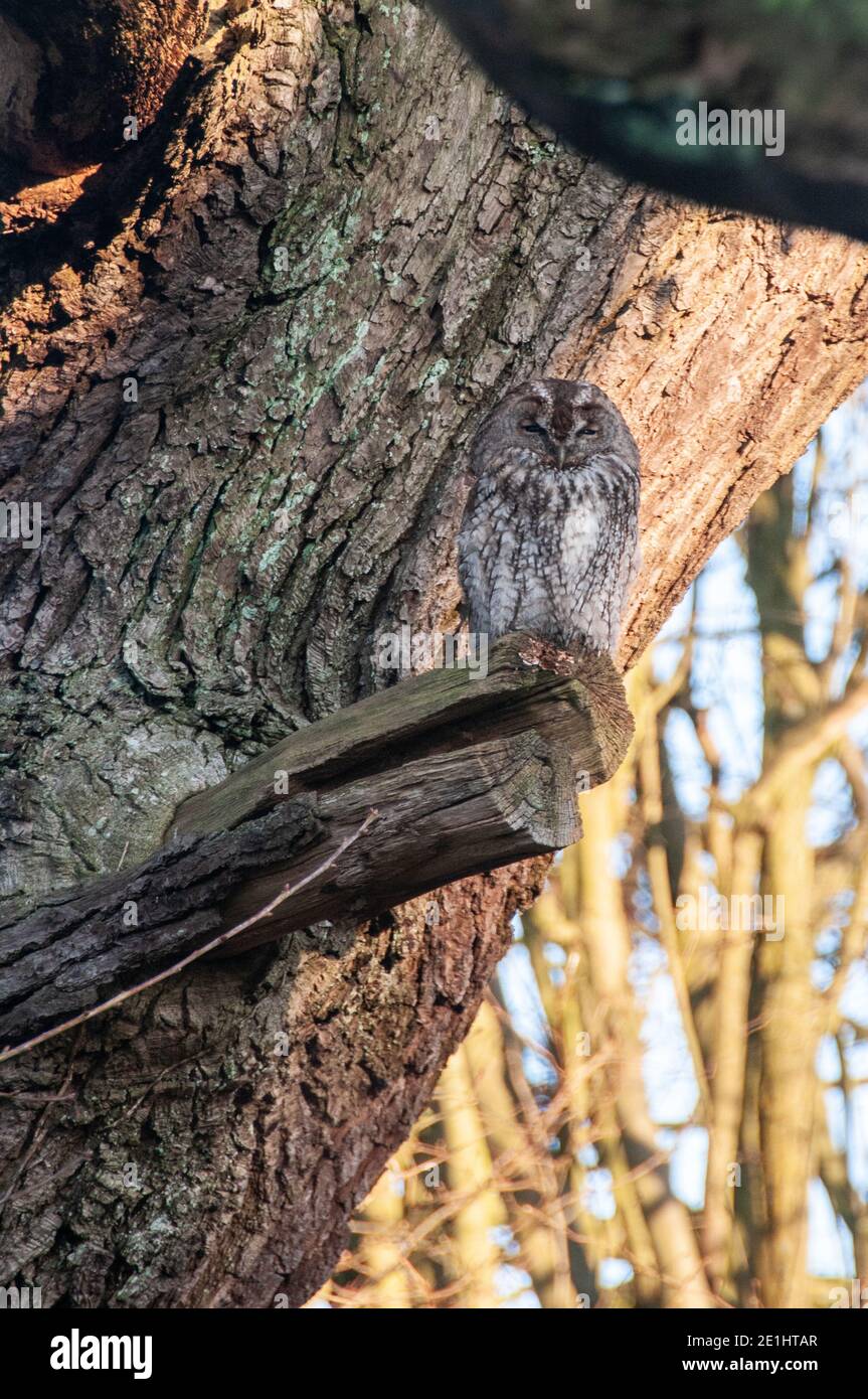 Faune locale - petite chouette perchée sur la souche d'une branche sciée. Banque D'Images