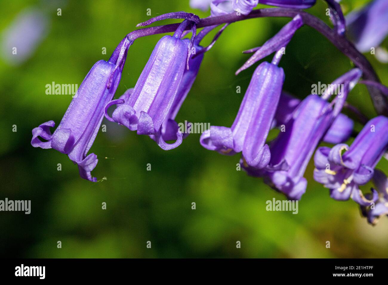 Close up Detail d'un seul capitule Bluebell (Hyacinthoides non-scripta) parmi un groupe important de plus en plus à côté de la rivière Torridge dans le Nord du Devon. Banque D'Images Close up Detail d'un seul capitule Bluebell (Hyacinthoides non-scripta) parmi un groupe important de plus en plus à côté de la rivière Torridge dans le Nord du Devon. Banque D'Images