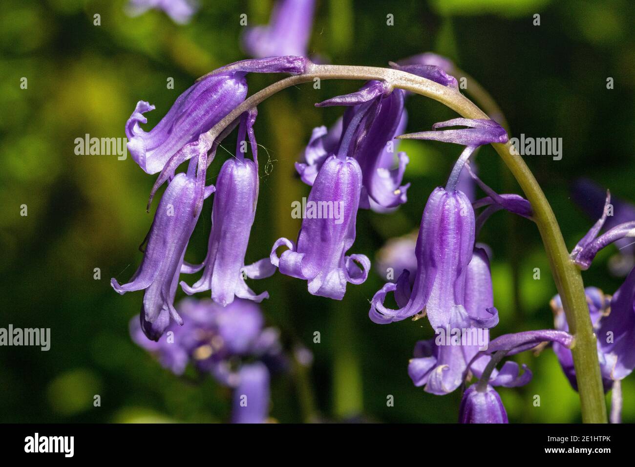 Gros plan sur une seule tête de fleur en cloche (Jacinthoides non-scripta) Parmi un grand groupe croissant à côté de la rivière Torridge dedans Devon du Nord Banque D'Images Gros plan sur une seule tête de fleur en cloche (Jacinthoides non-scripta) Parmi un grand groupe croissant à côté de la rivière Torridge dedans Devon du Nord Banque D'Images