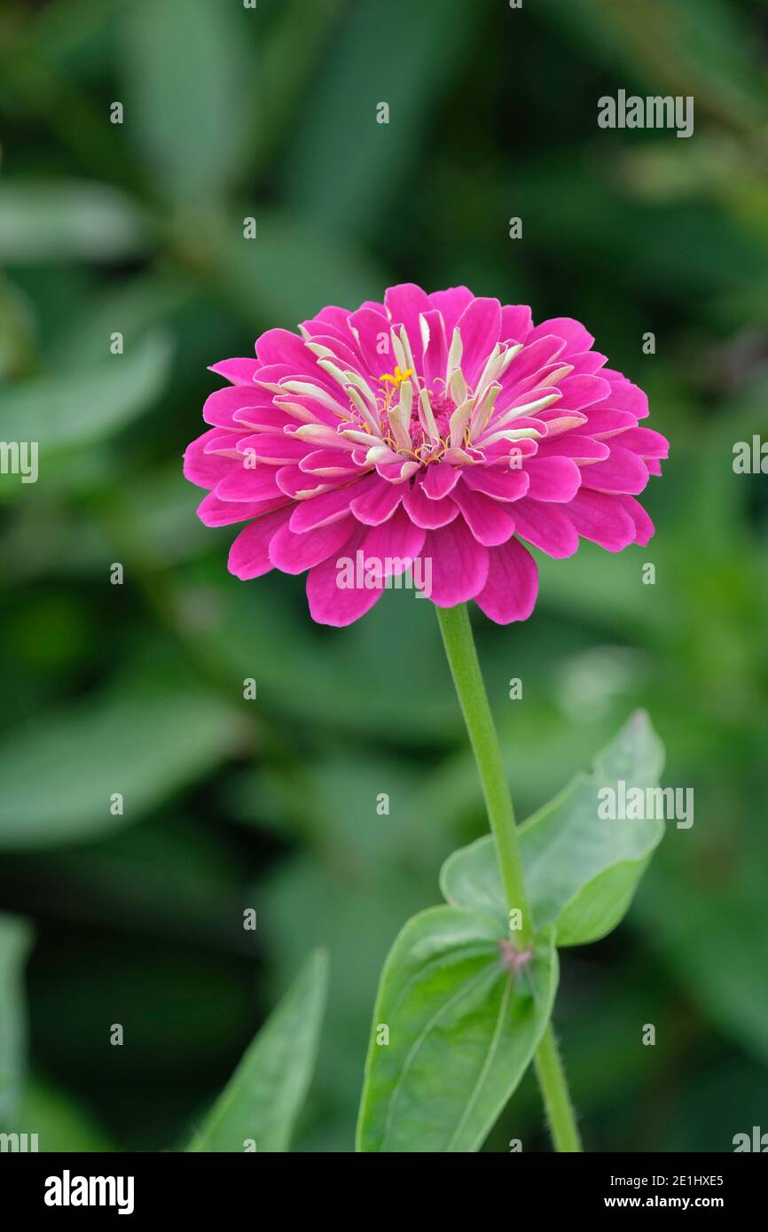 Fleur rose de Zinnia elegans 'Prince pourpre'. Zinnia « Prince violet » Banque D'Images
