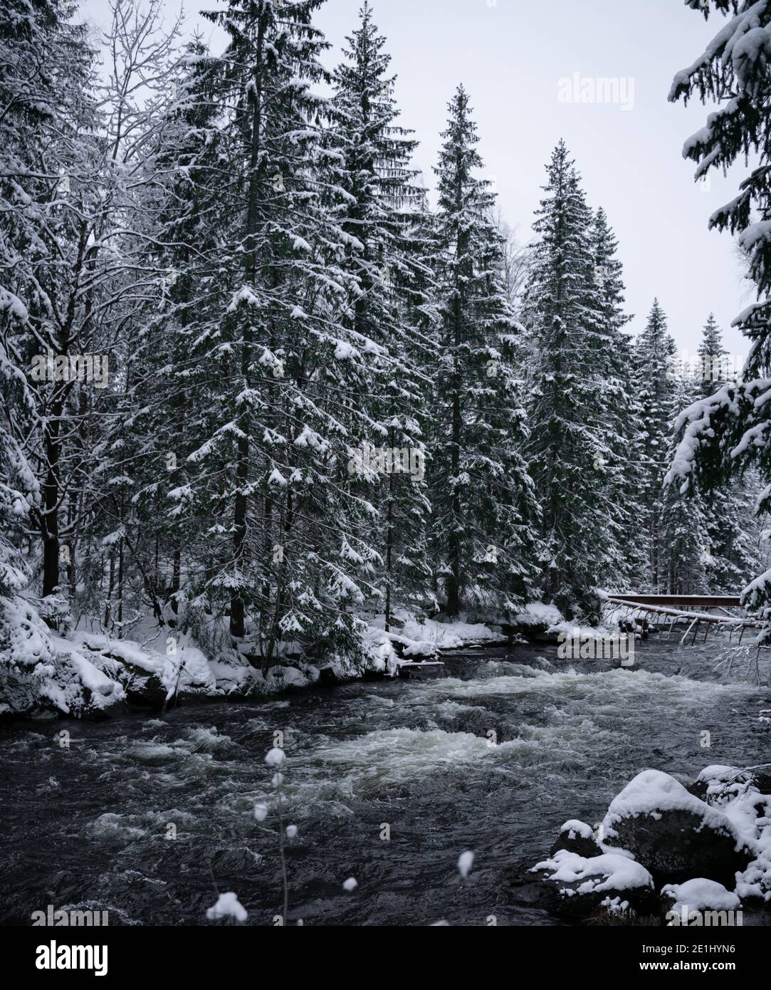 Rivière traversant une forêt dense de pins couverte de neige. Banque D'Images