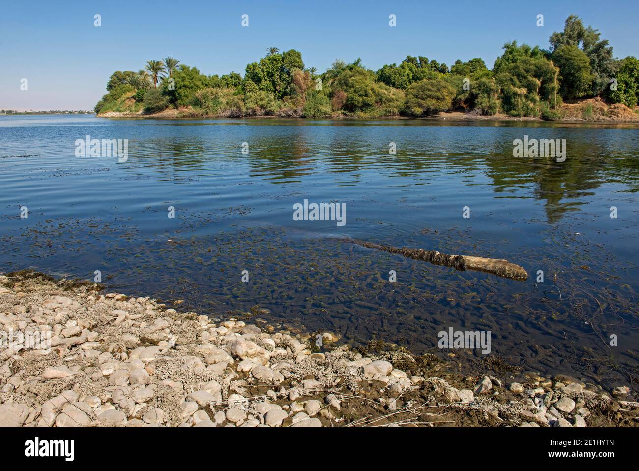 Gros plan des roseaux aquatiques sous-marins qui poussent le long de la rive de grande rivière campagne paysage rural Banque D'Images