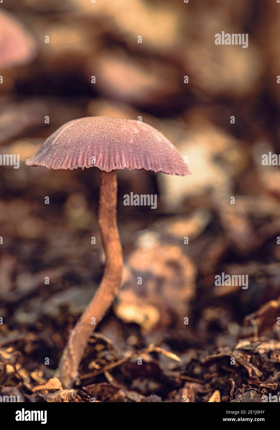 Amethyst Deceiver / Laccaria Amethystina 'Amethyst Deceiver' champignon poussant dans l'ancienne forêt de Piddington, Oxfordshire. Banque D'Images