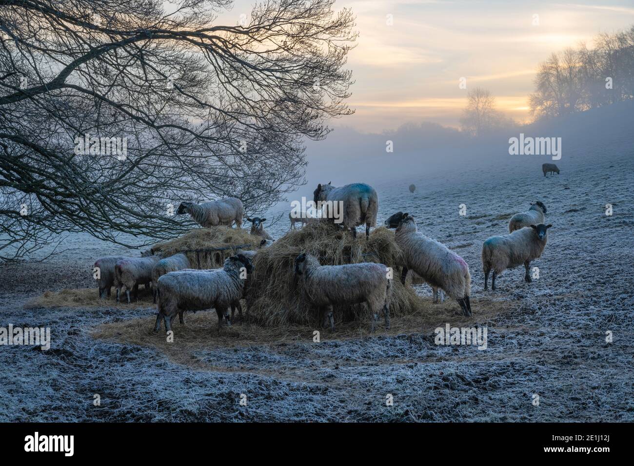 Moutons près de Bourton on the Hill, Cotswolds, Gloucestershire, Angleterre. Banque D'Images