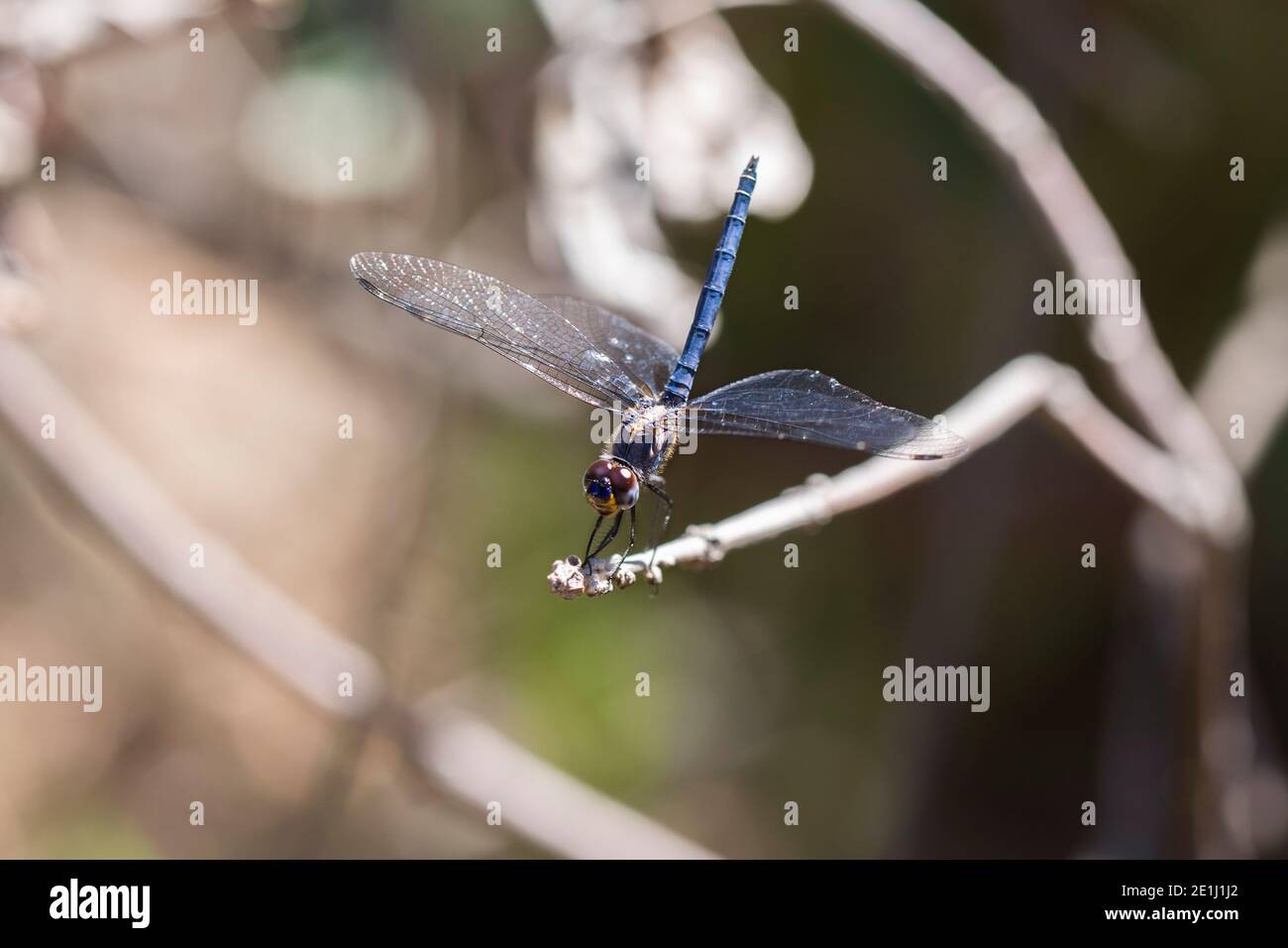 Dropwing bleu marine (Trithemis furva) libellule bleue perchée sur une branche par un ruisseau Banque D'Images