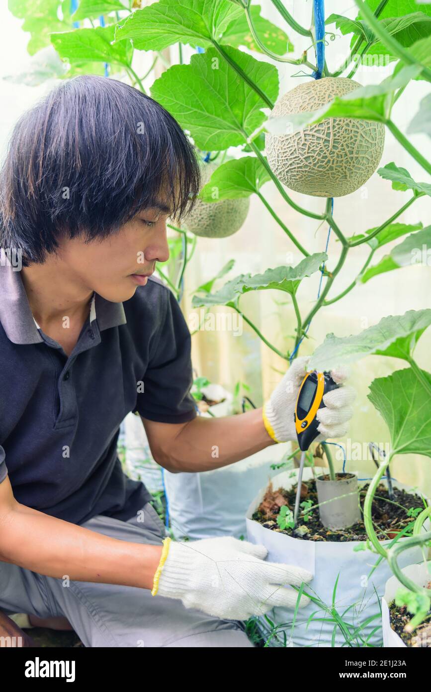 PH-mètre de sol Utilisation pour vérifier la valeur du PH Banque D'Images