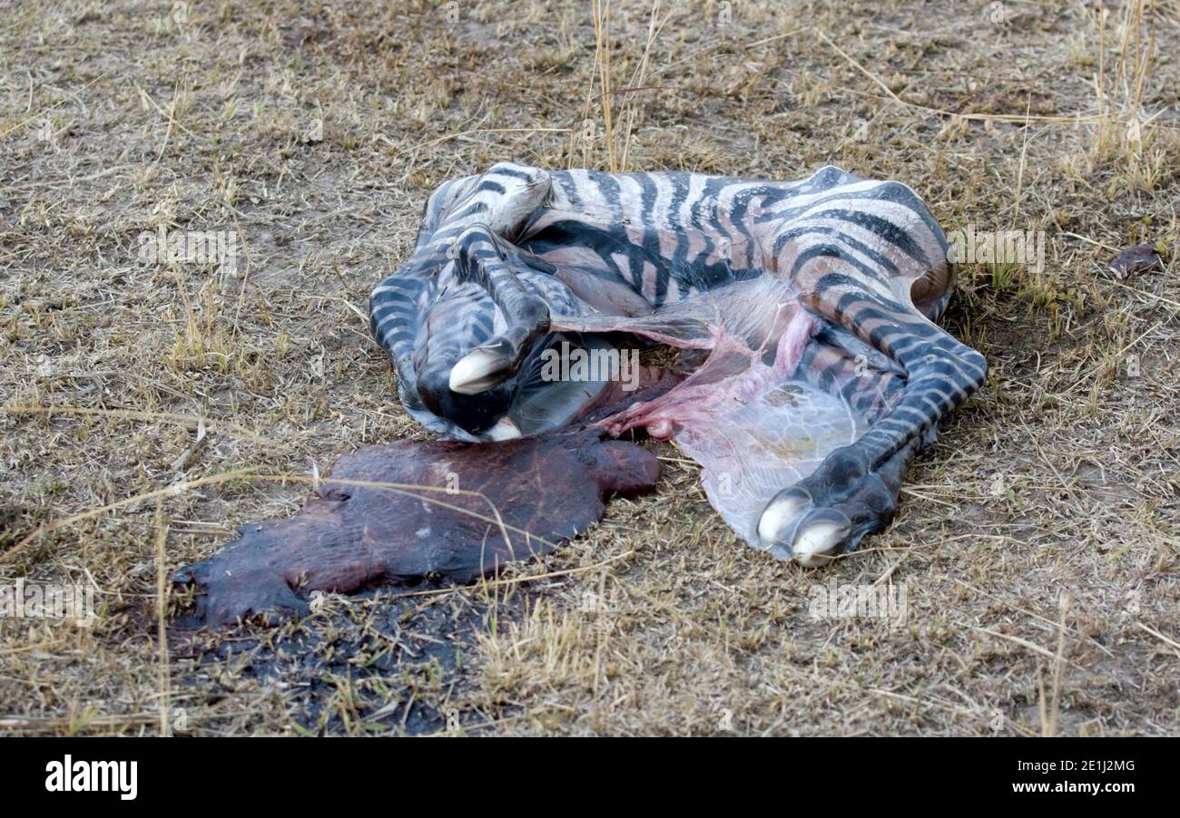 Nouveau-né zébra foal mort enveloppé dans la membrane amniotique Amboseli Kenya Banque D'Images