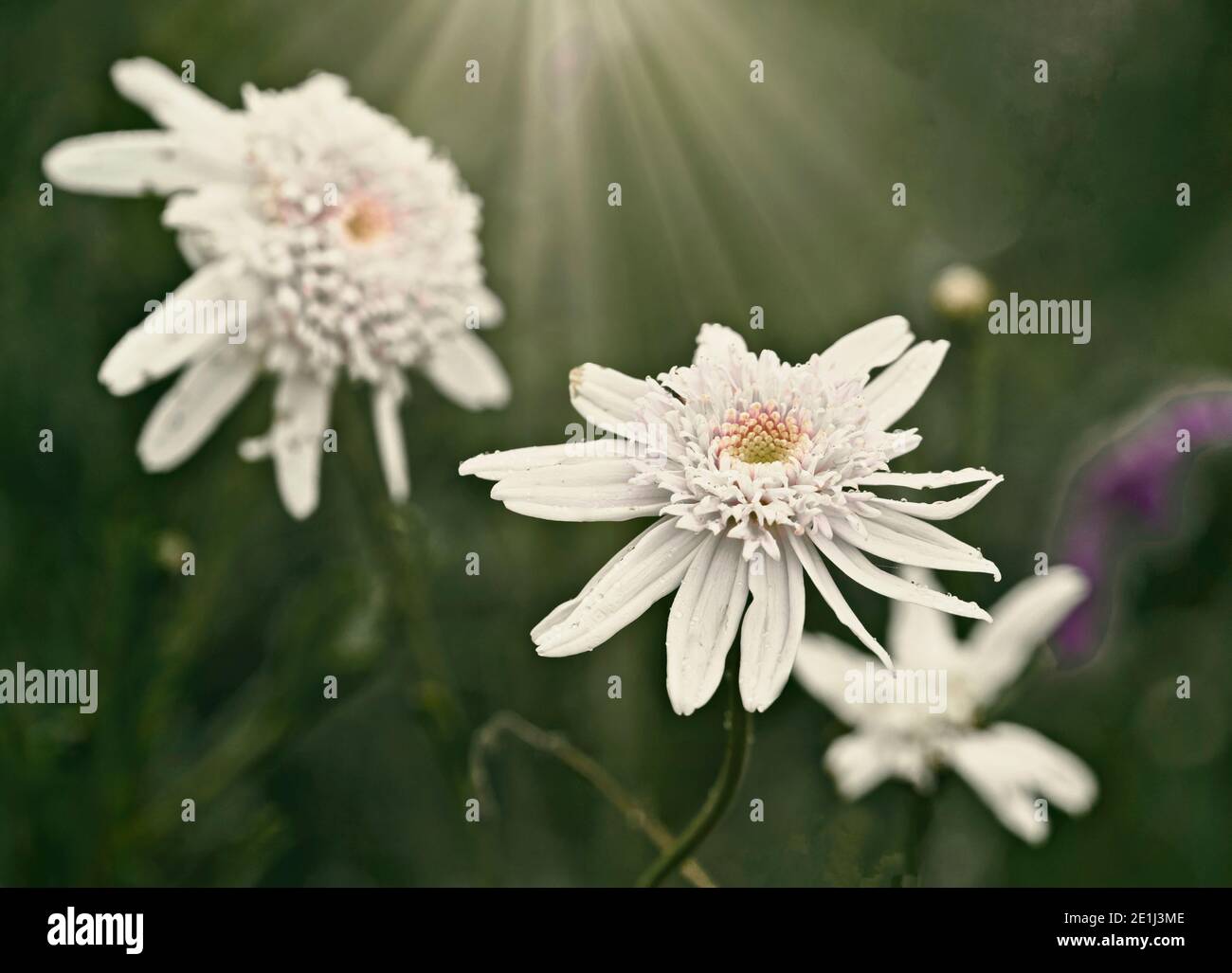 White Daisies / Bellis Perennnis Créatif prendre sur la fin de la saison des fleurs de Marguerite blanche dans les frontières de Coleton Fishacre, Devon Banque D'Images