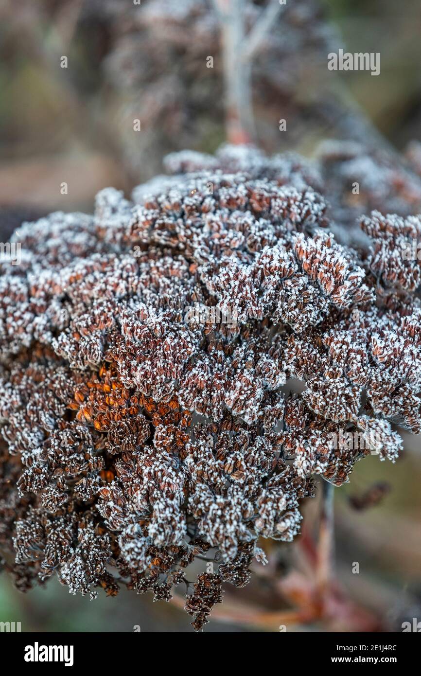 Les têtes de semence de plante de glace laissées sur la plante pendant l'hiver pour fournir la structure de jardin. Rose Cottage Garden, Gloucestershire. ROYAUME-UNI Banque D'Images