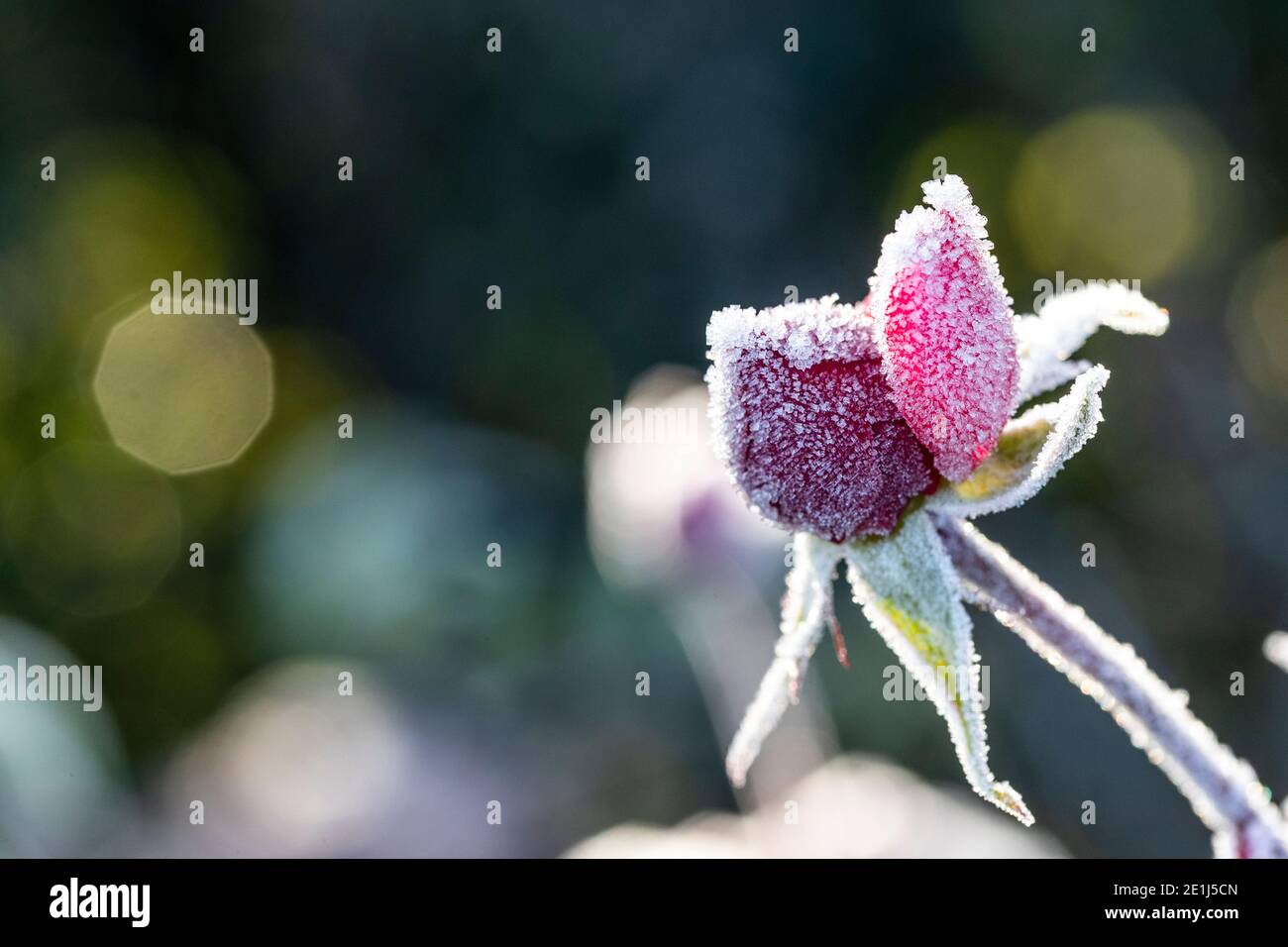 Boutons de rose pris dans le gel et le solide gelé. Les bourgeons se déchèderont et mourront sans floraison après avoir été dépolies. Jardin de Rose Cottage. Banque D'Images