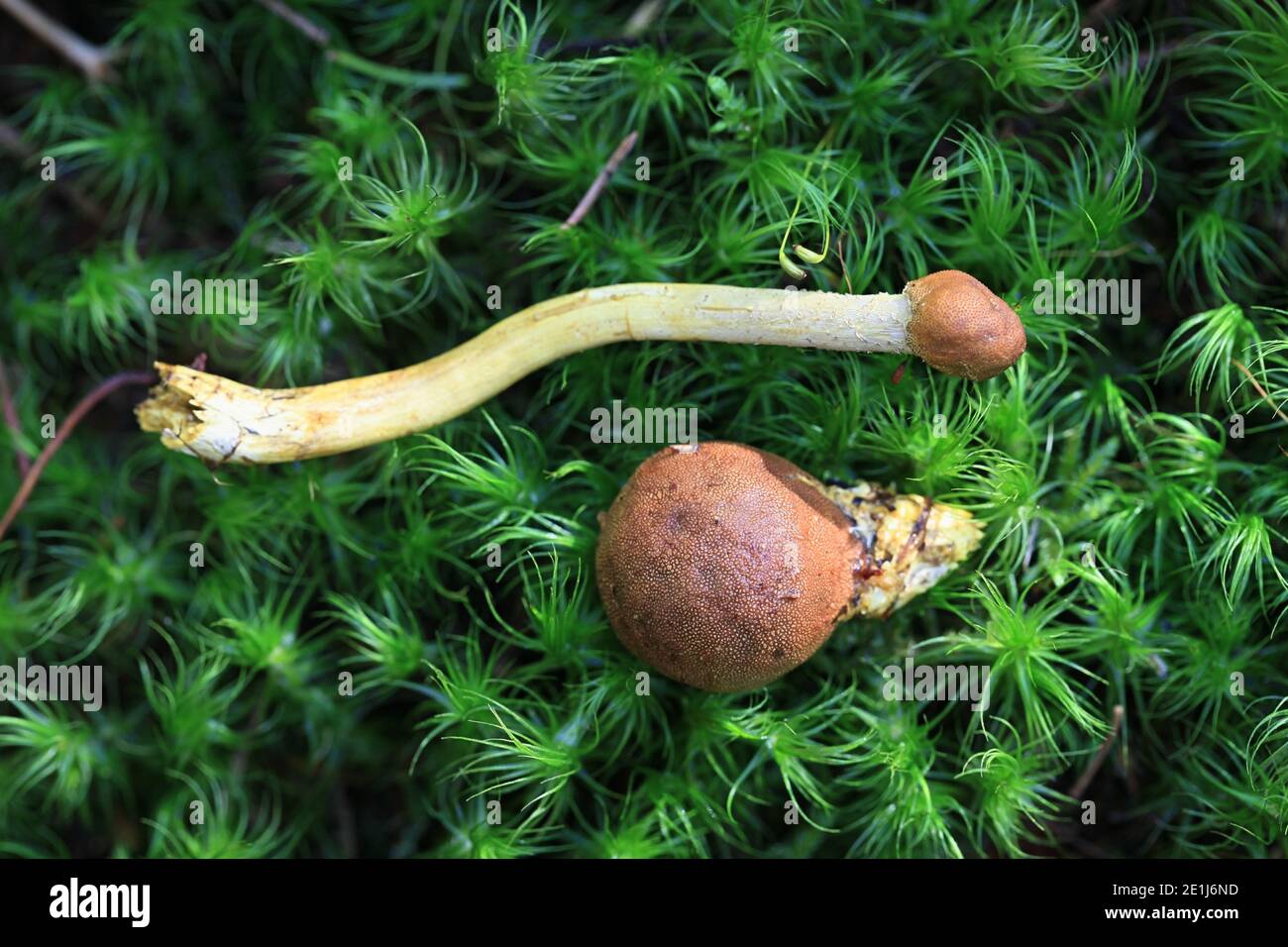 Tolypocladium capitatum, connu sous le nom de Truffleclub parasite sur Elaphomyces muricatus, connu sous le nom de Truffe de cerf, champignons sauvages de Finlande Banque D'Images