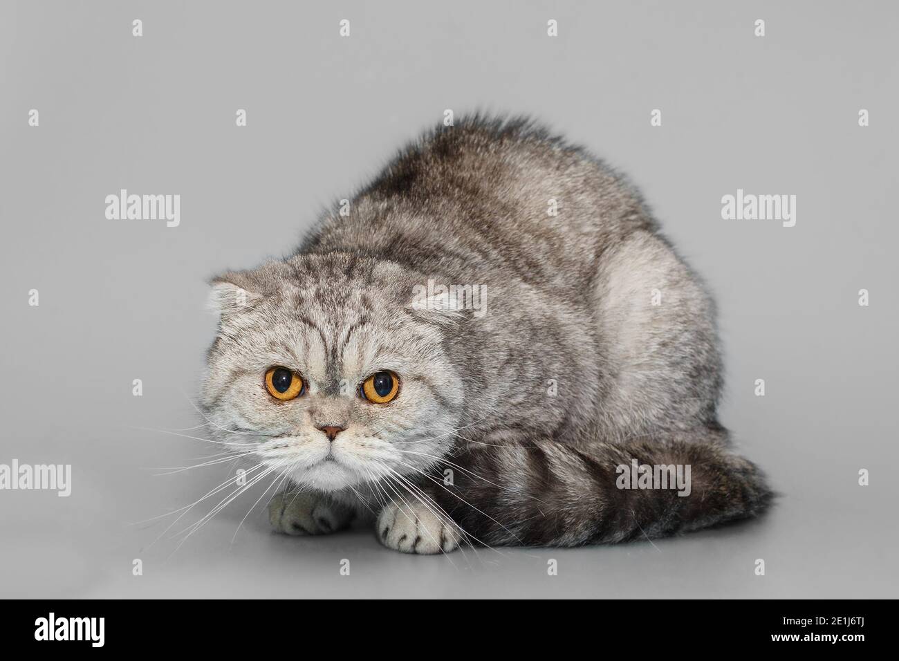 Grand chat écossais gris plient sur fond gris Banque D'Images