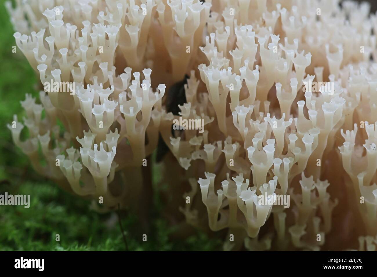 Artomyces pyxidatus, connu sous le nom de corail de couronne, champignon de corail à tête de couronne ou corail de candélabre, champignon sauvage de Finlande Banque D'Images