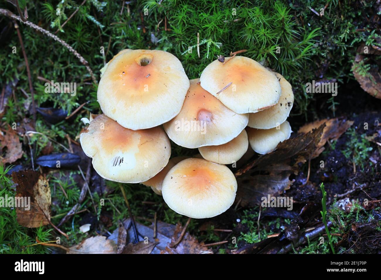 Hypholoma capnoides, connu sous le nom de Conifer Tuft, champignons comestibles de Finlande Banque D'Images