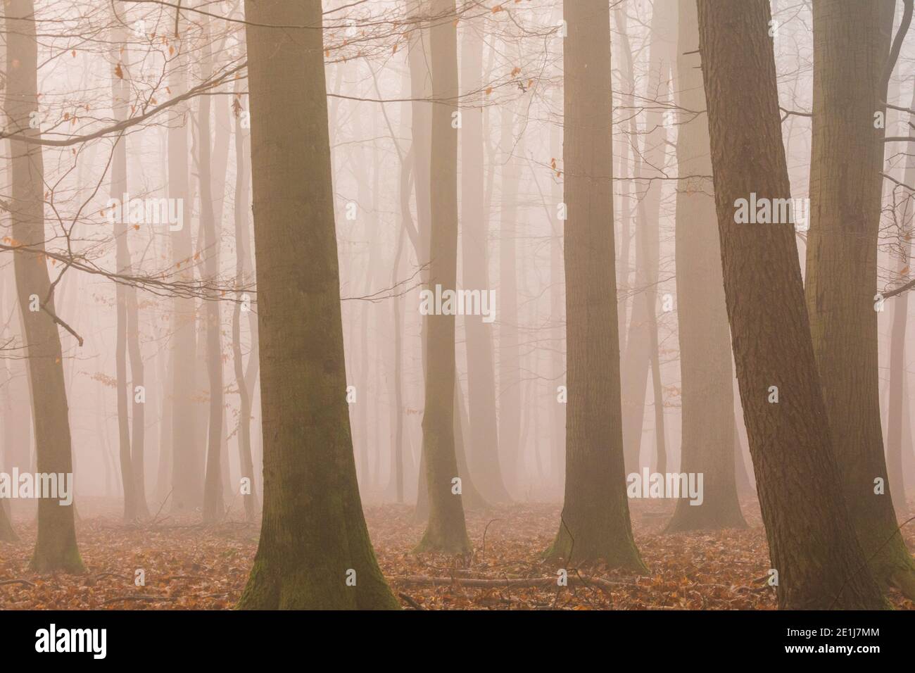 Arbres d'hiver et paysage dans le brouillard, soleil brumeux matin Banque D'Images