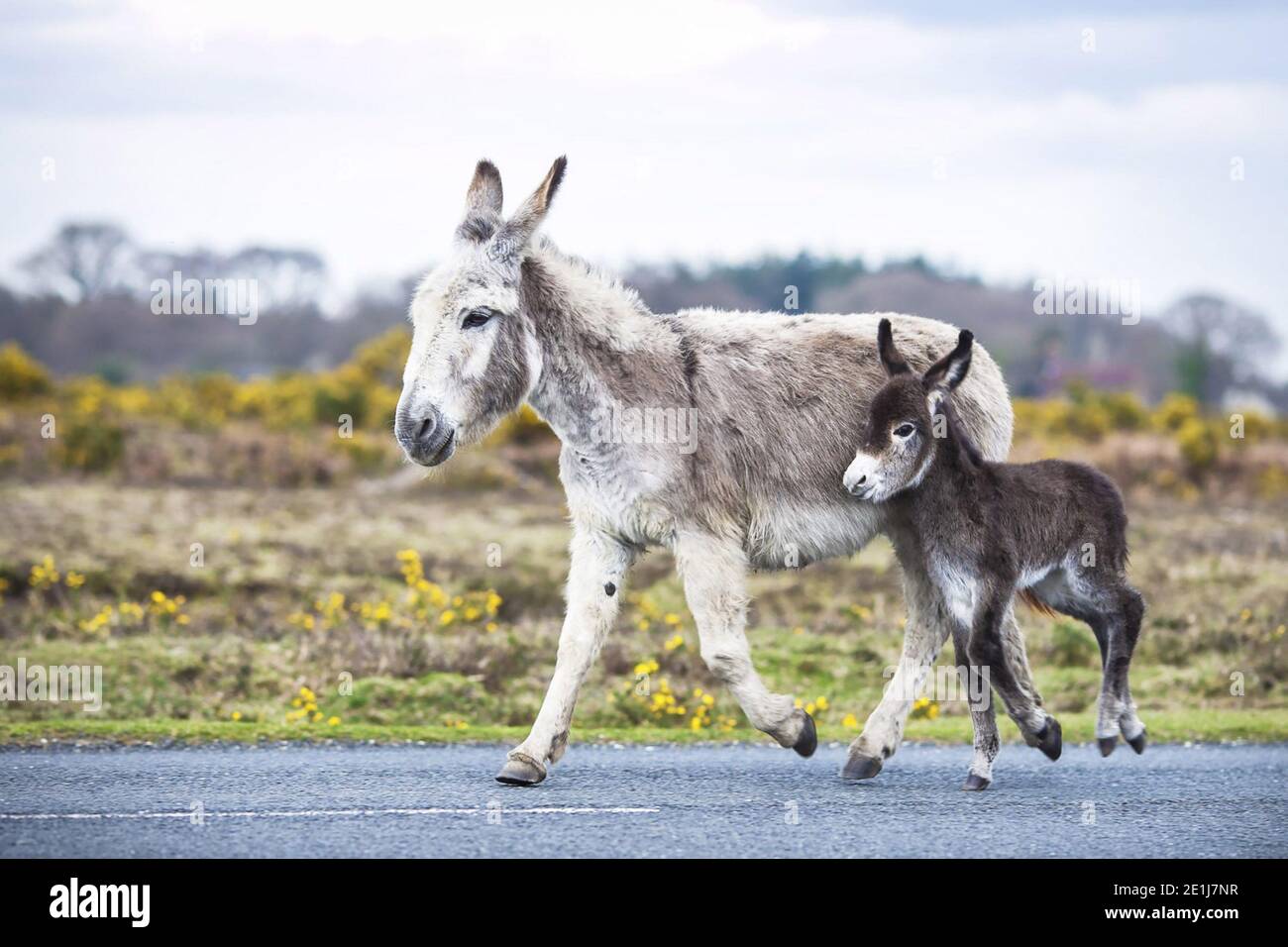L Ane Et L Ane Amour De Bebe Photo Stock Alamy L Ane Et L Ane Amour De Bebe Photo Stock Alamy