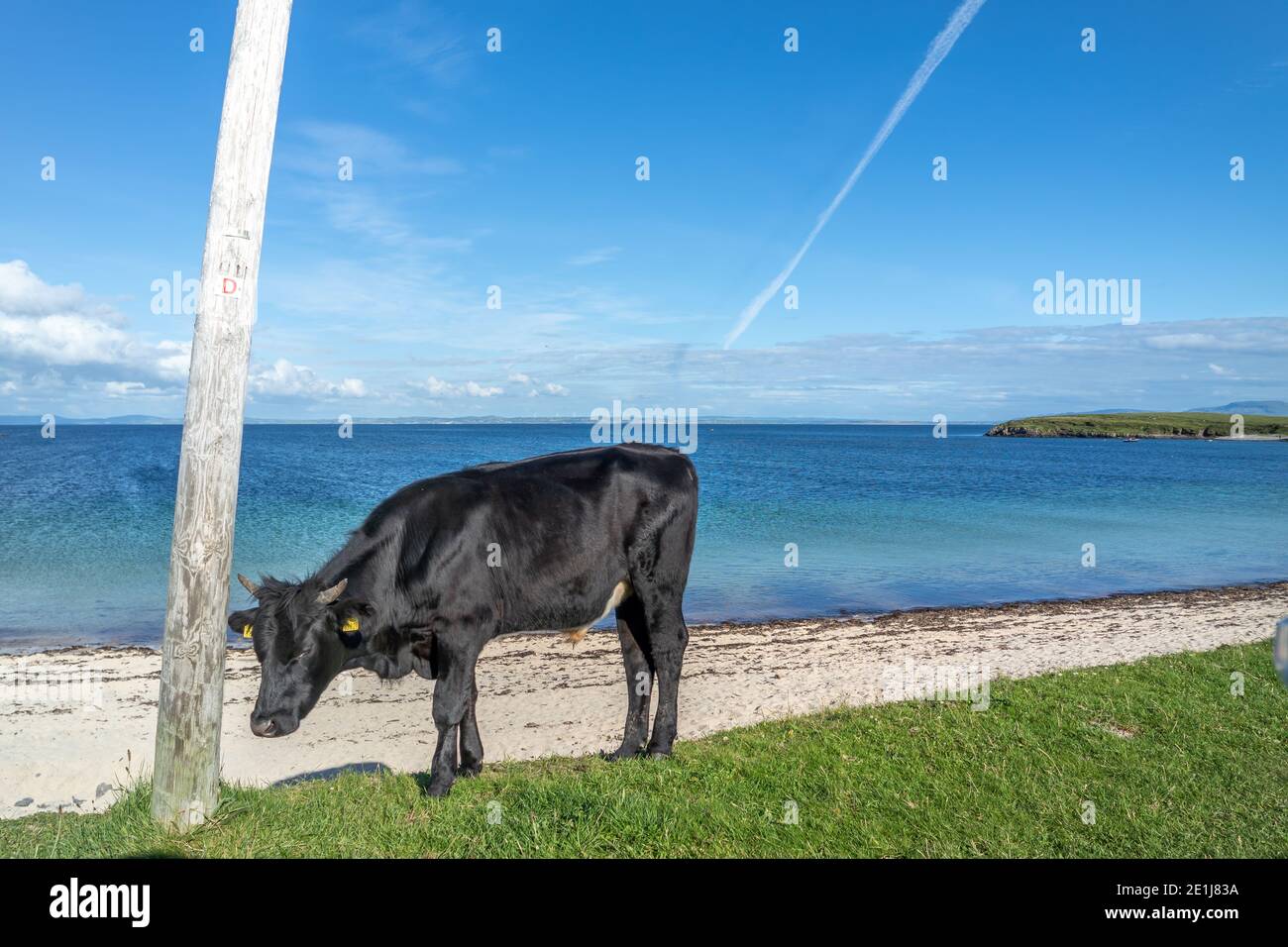 Vache à la plage de St Johns point dans le comté de Donegal - Irlande. Banque D'Images