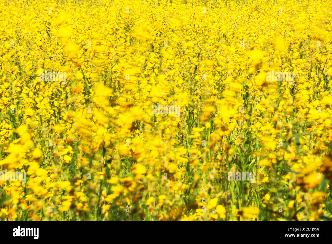 Fleurs de chanvre Sunn balançant dans le vent, les fleurs jaunes abstraites sont en fleur balançant dans le vent, champ de chanvre sunn en été. Exposition longue. Banque D'Images