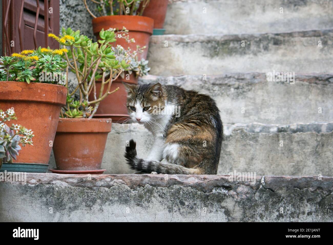 Le joli chat était assis sur un escalier sur le lac de Garde. Elle avait quelque chose dans son foyer et n'a pas remarqué les passants. Banque D'Images