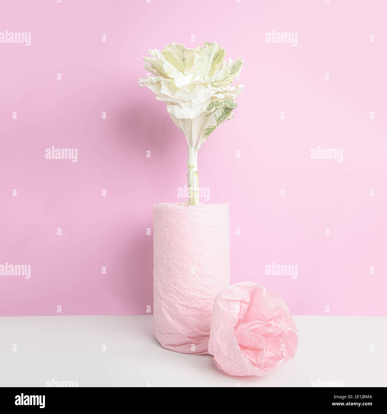 Chou ornemental dans un vase, enveloppé de papier rose sur fond rose Banque D'Images