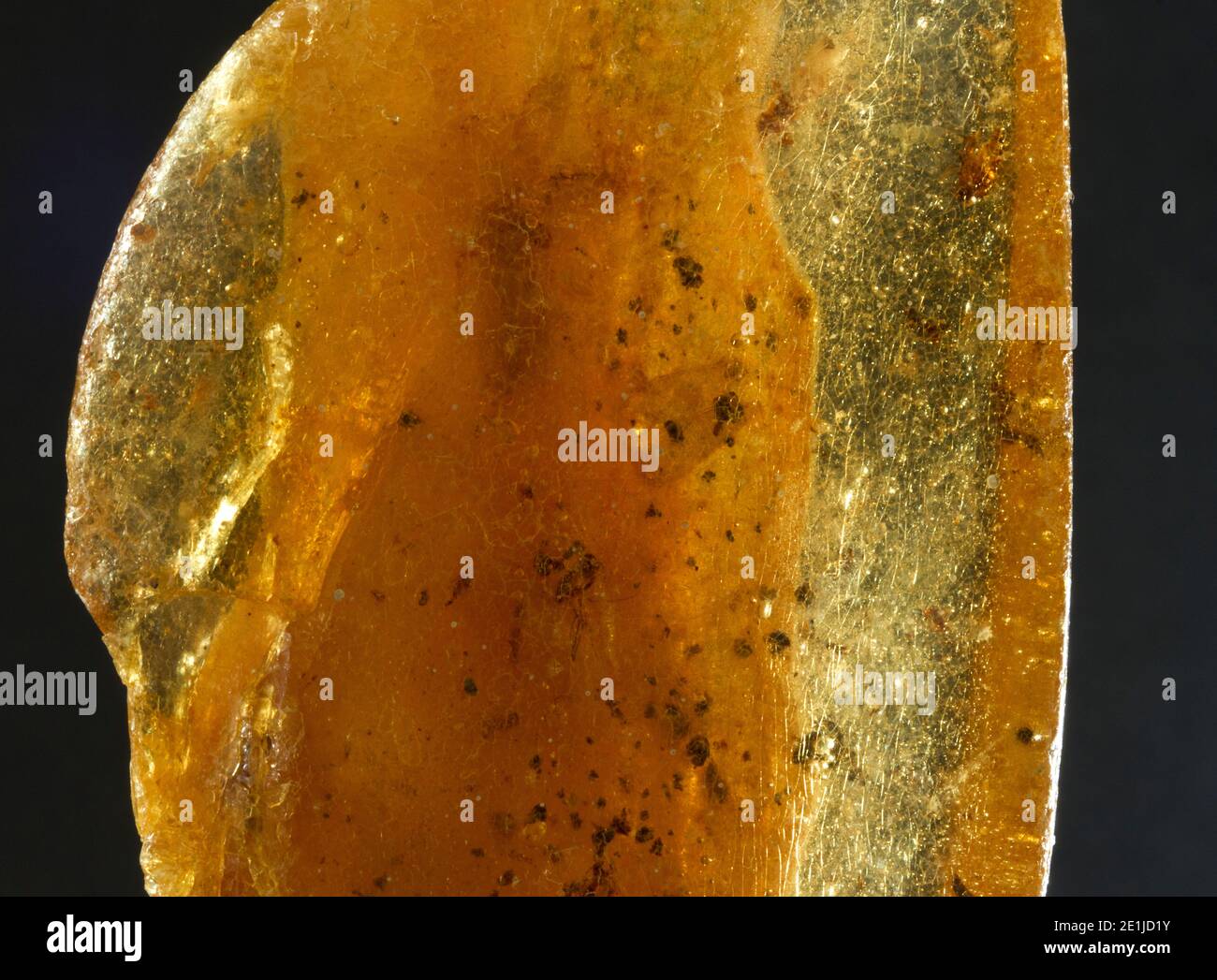 COPAL est la résine produite par les anciens gymnospermes, principalement des pins. S'il est permis d'vieillir et de fossiliser il devient Amber qui est beaucoup recherché après Banque D'Images