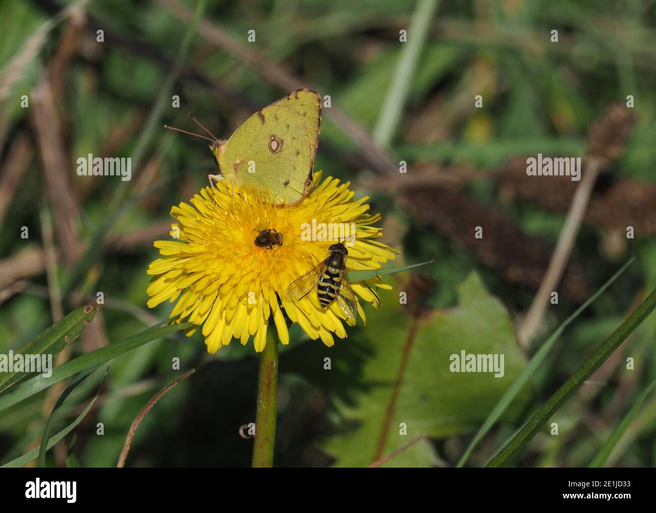 Les insectes sur fleur Banque D'Images