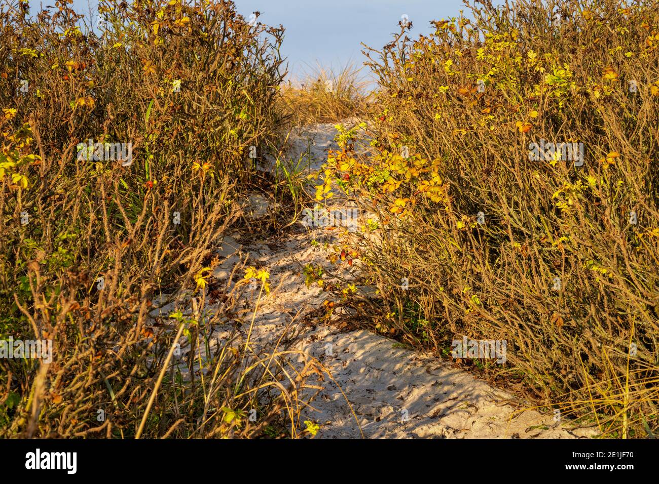 Plantes sauvages sur la plage baignant dans la lumière du soleil de l'heure d'or. Photo du comté de Scania, sud de la Suède Banque D'Images