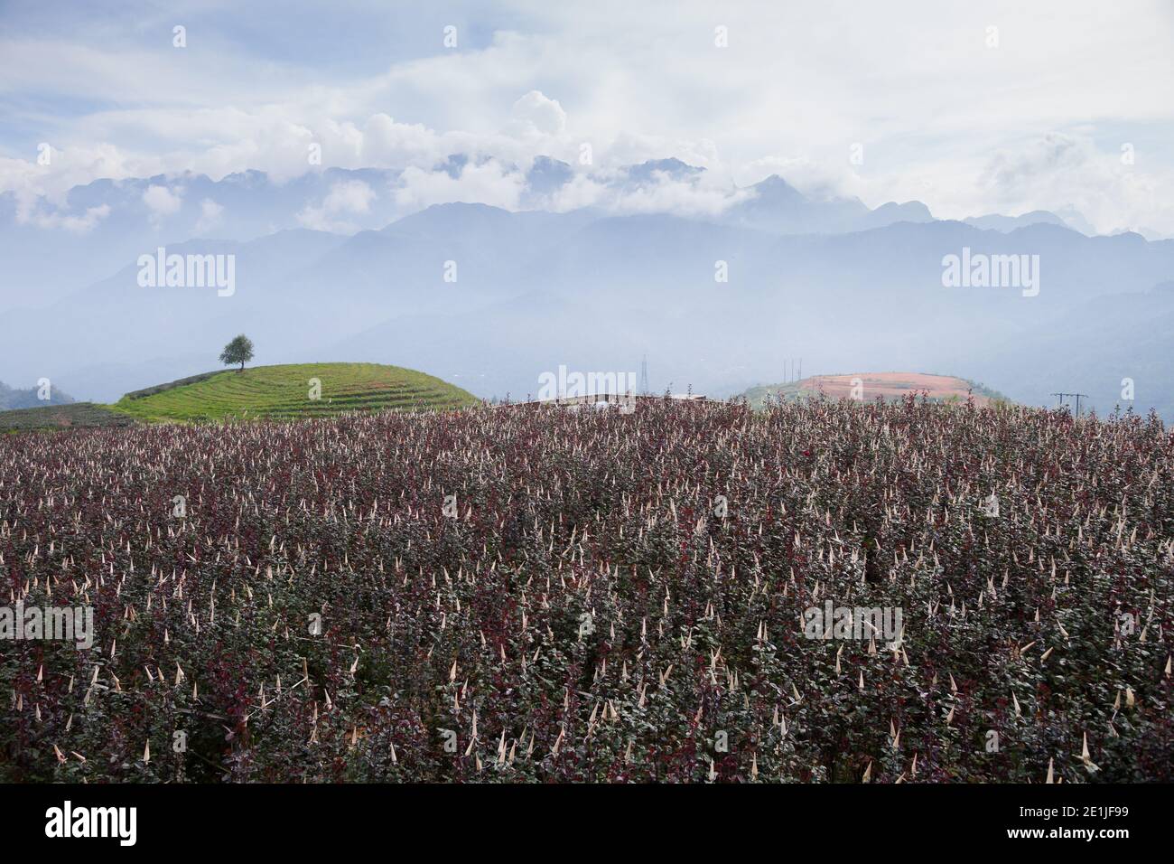 roselle field au lever du soleil au-dessus de la montagne Banque D'Images