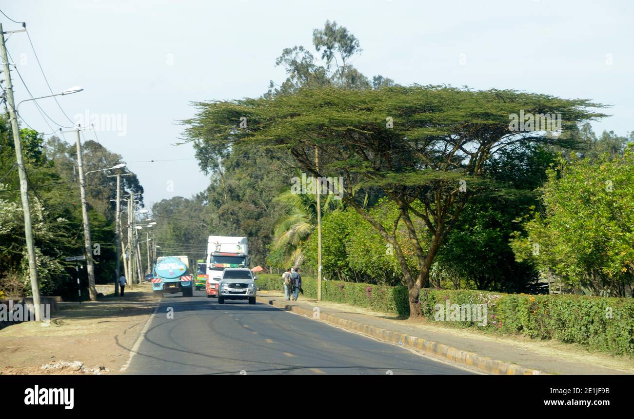 Acacia sur le côté de la route, Langata, Kenya. Banque D'Images