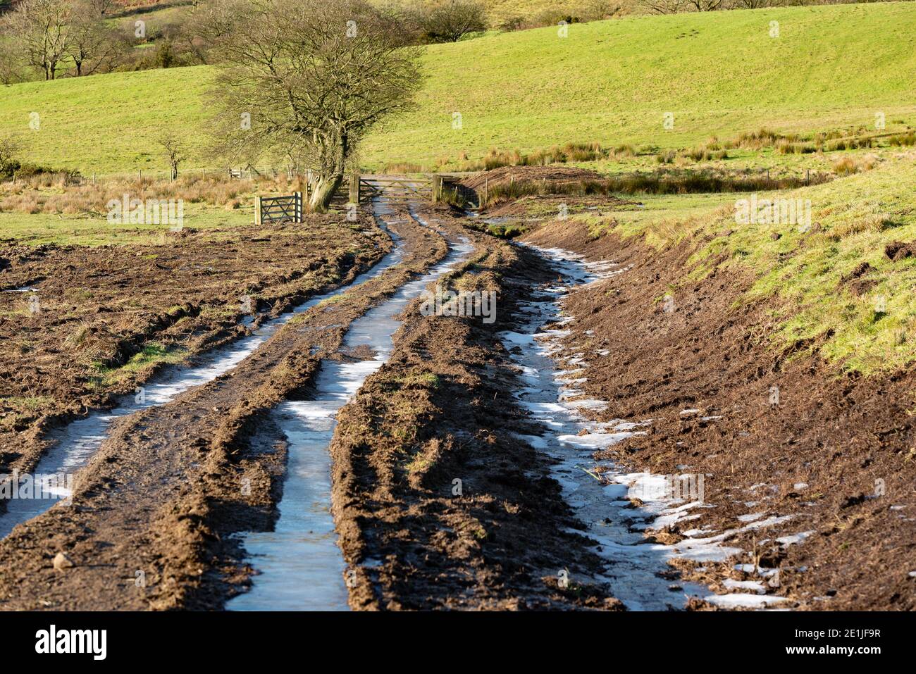 Des ornières de véhicules gelés sur une piste de ferme, Bowland-with-Leagram, Chipping, Preston, Lancashire. ROYAUME-UNI Banque D'Images