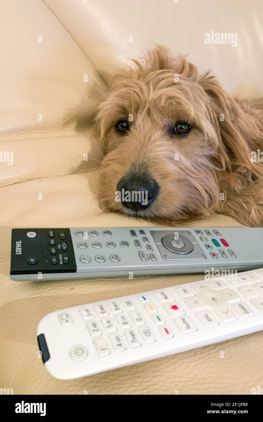 Magdebourg, Allemagne. 31 décembre 2020. Un mini-Goldendoodle est allongé sur une chaise. Mini Goldendoodles est une croix entre un Golden Retriever et un miniature Poodle. Credit: Stephan Schulz/dpa-Zentralbild/ZB/dpa/Alay Live News Banque D'Images