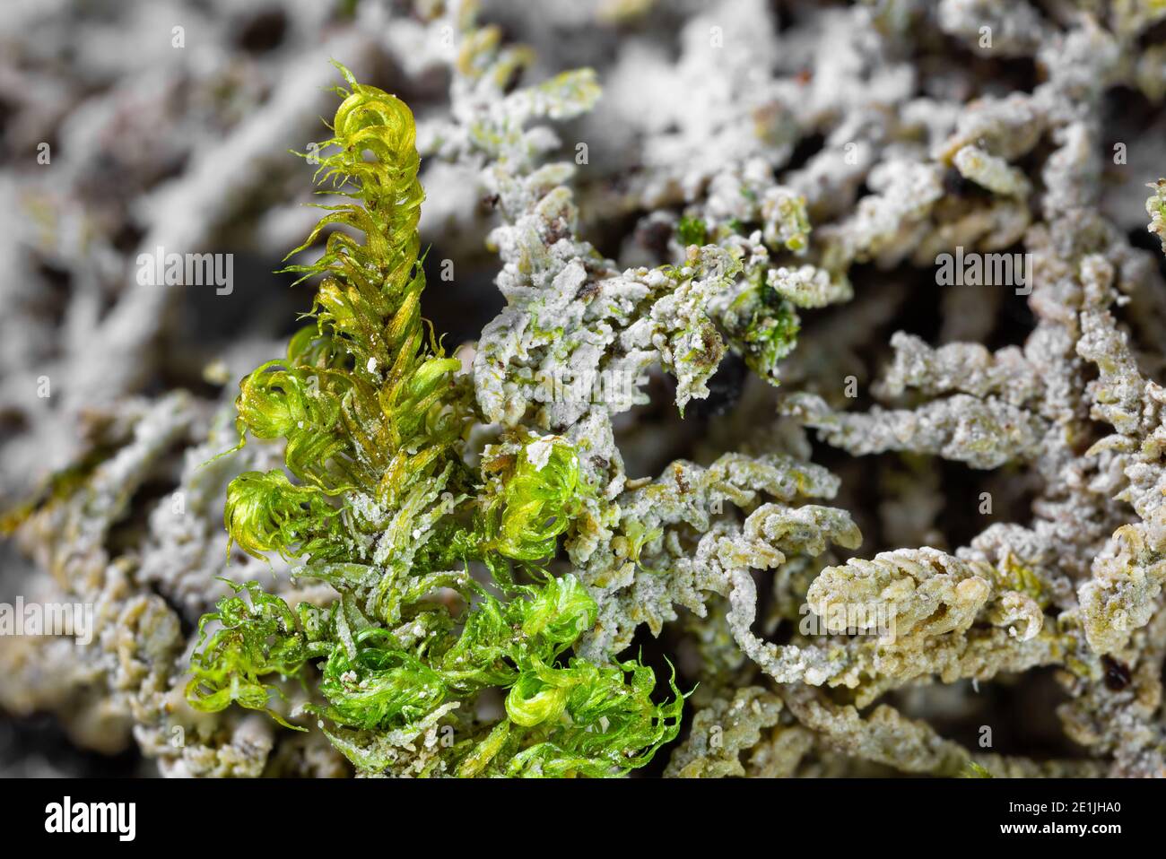 Gros plan des plantes de mousse couvertes de fritté calcaires du Printemps de la Hase près de Dissen en Allemagne Banque D'Images