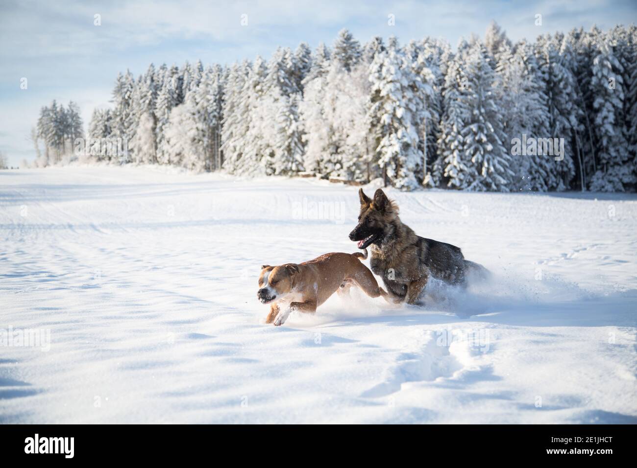 Deux amis chiens jouant dans la neige, un Berger allemand et un Pit Bull Banque D'Images