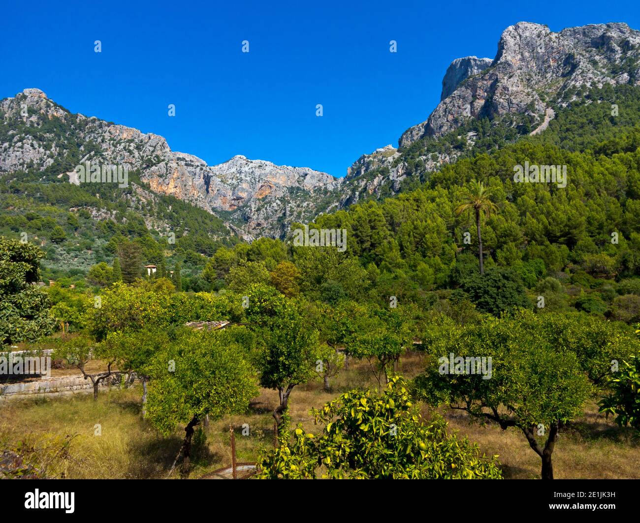 Oliviers au-dessous de la chaîne de montagnes Serra de Tramuntana à Biniaraix un village dans le nord-ouest de Majorque une des îles Baléares d'Espagne. Banque D'Images